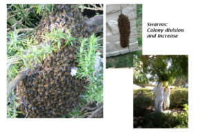 Swarms are easily and safely captured by beekeepers. Swarms are the natural way bees expand their numbers.