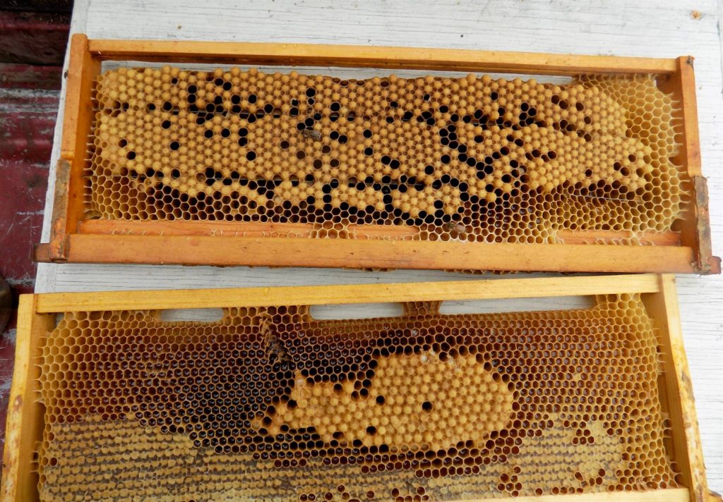 Foundationless frames are frequently "all drone". These make an ideal target to assay Varroa loading in a hive.