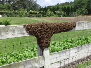 Swarms settle in a "bivouac" before moving on to a permanent colony site.